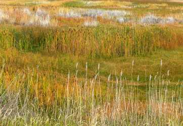 Bear Lake Utah Swamp Autumn Color Colorful Fall Fine Art Printing Summer Creek - 015560 - 21-09-2014 - 10304x7120 Pixel Bear Lake Utah Swamp Autumn Color Colorful Fall Fine Art Printing Summer Creek Fine Art Nature Photography Fine Art Print Spring Image Stock Country Road Fine...