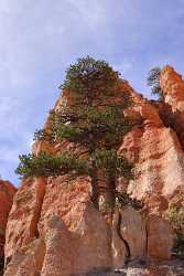 Bryce Canyon National Park Utah Point Peekaboo Modern Art Print Shore Art Photography For Sale - 008803 - 09-10-2010 - 4241x6850 Pixel Bryce Canyon National Park Utah Point Peekaboo Modern Art Print Shore Art Photography For Sale Fine Art Grass Forest Order Color Beach Fog Royalty Free Stock...