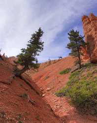 Bryce Canyon National Park Utah Point Navajo City Photo Fine Art Fine Art Printer Image Stock - 008819 - 09-10-2010 - 4324x5476 Pixel Bryce Canyon National Park Utah Point Navajo City Photo Fine Art Fine Art Printer Image Stock Forest Fine Art Landscape Modern Wall Art Fine Art Foto Fine Art...