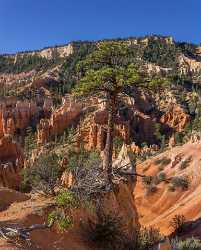 Bryce Canyon Fairyland Loop Trail Overlook Utah Tree Snow Flower Fine Art Royalty Free Stock Images - 015011 - 02-10-2014 - 7345x9148 Pixel Bryce Canyon Fairyland Loop Trail Overlook Utah Tree Snow Flower Fine Art Royalty Free Stock Images Fine Art America Fine Art Landscapes Park Animal Ice Fine...