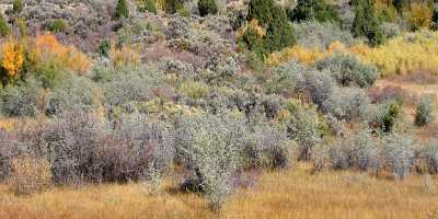 Cannonville Utah Colorful Bush Landscape Red Rock Color Ice Tree Fine Art Landscape Prints City - 006509 - 12-10-2010 - 12287x3957 Pixel Cannonville Utah Colorful Bush Landscape Red Rock Color Ice Tree Fine Art Landscape Prints City Royalty Free Stock Images Western Art Prints For Sale Nature...