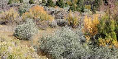 Cannonville Utah Colorful Bush Landscape Red Rock Color Art Prints Fine Art Print Grass - 006513 - 12-10-2010 - 12836x3967 Pixel Cannonville Utah Colorful Bush Landscape Red Rock Color Art Prints Fine Art Print Grass Art Printing Fine Art Giclee Printing Fine Art Photography For Sale...