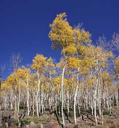 Fish Lake Utah Autumn Color Fall Foliage Leaves Royalty Free Stock Photos Barn Fine Art Landscape - 006745 - 13-10-2010 - 6292x6745 Pixel Fish Lake Utah Autumn Color Fall Foliage Leaves Royalty Free Stock Photos Barn Fine Art Landscape Photography Fine Art Photography For Sale City Fine Art...