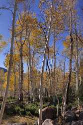 Fish Lake Utah Autumn Color Fall Foliage Leaves Art Photography For Sale Prints Shore Rain Summer - 006747 - 13-10-2010 - 3677x6051 Pixel Fish Lake Utah Autumn Color Fall Foliage Leaves Art Photography For Sale Prints Shore Rain Summer Fine Art Print View Point Art Prints For Sale Stock Pictures...