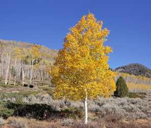 Fish Lake Utah Autumn Color Fall Foliage Leaves Art Printing River Sea Rain Photo Fine Art - 006749 - 13-10-2010 - 6447x5443 Pixel Fish Lake Utah Autumn Color Fall Foliage Leaves Art Printing River Sea Rain Photo Fine Art Photography Prints For Sale Fine Art Photography Prints Fine Art...