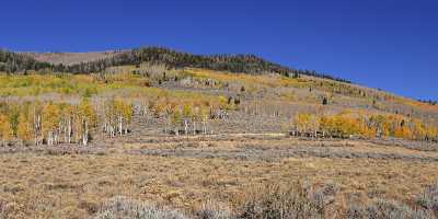 Fish Lake Utah Autumn Color Fall Foliage Leaves Fine Art Fotografie Image Stock Flower Grass - 006777 - 13-10-2010 - 13640x4202 Pixel Fish Lake Utah Autumn Color Fall Foliage Leaves Fine Art Fotografie Image Stock Flower Grass Landscape Photography Photo Fine Art Order Fine Art Print Fine Art...