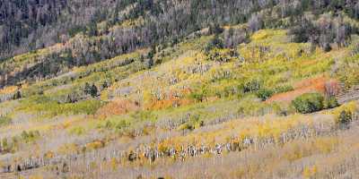 Fish Lake Utah Autumn Color Fall Foliage Leaves Images Fine Art Photographer - 006797 - 13-10-2010 - 8649x4124 Pixel Fish Lake Utah Autumn Color Fall Foliage Leaves Images Fine Art Photographer Royalty Free Stock Photos Art Printing Modern Art Print Sunshine Modern Wall Art...