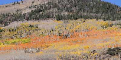 Fish Lake Utah Autumn Color Fall Foliage Leaves Fine Art Photo Modern Art Prints - 006799 - 13-10-2010 - 13258x4497 Pixel Fish Lake Utah Autumn Color Fall Foliage Leaves Fine Art Photo Modern Art Prints Royalty Free Stock Images Modern Wall Art Town Fine Art Nature Photography...