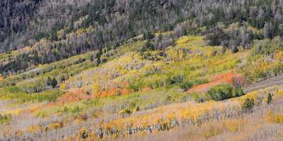 Fish Lake Utah Autumn Color Fall Foliage Leaves Images Sale Fine Art Posters Modern Art Prints - 006808 - 13-10-2010 - 8605x4214 Pixel Fish Lake Utah Autumn Color Fall Foliage Leaves Images Sale Fine Art Posters Modern Art Prints Fine Art Photographer Shoreline Flower What Is Fine Art...