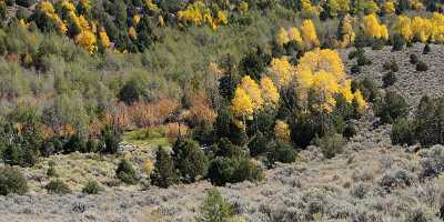 Fremont River Utah Autumn Color Fall Foliage Leaves Fine Arts Photography Fine Art Senic - 006812 - 13-10-2010 - 12709x4193 Pixel Fremont River Utah Autumn Color Fall Foliage Leaves Fine Arts Photography Fine Art Senic Art Printing Fine Art Photography Prints Order Sunshine Shoreline Park...