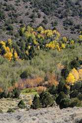 Fremont River Utah Autumn Color Fall Foliage Leaves Creek Mountain Fog Forest View Point - 006820 - 13-10-2010 - 4183x7578 Pixel Fremont River Utah Autumn Color Fall Foliage Leaves Creek Mountain Fog Forest View Point Stock Pictures Fine Art Printer Art Printing Rain Stock Photos Art...