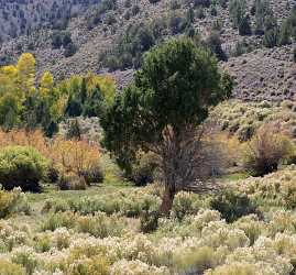 Fremont River Utah Autumn Color Fall Foliage Leaves Stock Photos Fine Art Printer Fog Lake - 006827 - 13-10-2010 - 6439x5984 Pixel Fremont River Utah Autumn Color Fall Foliage Leaves Stock Photos Fine Art Printer Fog Lake Modern Wall Art Beach Sky Sunshine Shoreline Rain Creek Fine Art...