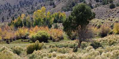 Fremont River Utah Autumn Color Fall Foliage Leaves Sunshine Modern Art Print Rock - 006829 - 13-10-2010 - 8699x4111 Pixel Fremont River Utah Autumn Color Fall Foliage Leaves Sunshine Modern Art Print Rock Fine Art Photographers Shoreline Sale Fine Art Printer Hi Resolution Fine Art...