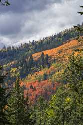 Kamas Utah Autumn Fall Color Colorful Tree Mountain Fine Art Panoramic Landscape Photo Fine Art - 015218 - 28-09-2014 - 6022x9523 Pixel Kamas Utah Autumn Fall Color Colorful Tree Mountain Fine Art Panoramic Landscape Photo Fine Art Modern Art Prints Photography Prints For Sale Fine Art Nature...