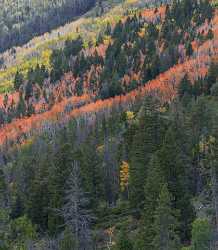 Kamas Utah Autumn Fall Color Colorful Tree Mountain Fine Art Photographer Fine Art Photo Landscape - 015222 - 28-09-2014 - 7166x8207 Pixel Kamas Utah Autumn Fall Color Colorful Tree Mountain Fine Art Photographer Fine Art Photo Landscape Panoramic Grass Summer Stock Fine Art Photography Prints For...