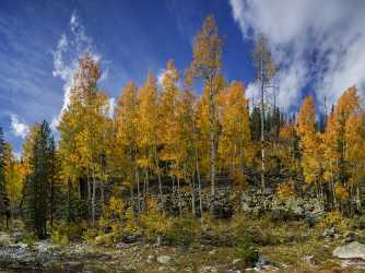 Kamas Utah Autumn Fall Color Colorful Tree Mountain Fine Art Landscape Photography Fog Beach Animal - 015232 - 28-09-2014 - 9736x7284 Pixel Kamas Utah Autumn Fall Color Colorful Tree Mountain Fine Art Landscape Photography Fog Beach Animal Art Photography For Sale Creek Photo Fine Art Giclee...