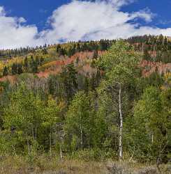 Kamas Utah Autumn Fall Color Colorful Tree Mountain Fine Art Posters Fine Art America Art Prints - 015239 - 28-09-2014 - 9653x9857 Pixel Kamas Utah Autumn Fall Color Colorful Tree Mountain Fine Art Posters Fine Art America Art Prints Fine Art Print Fine Art Printer Nature Rock Fine Art Landscape...