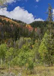 Kamas Utah Autumn Fall Color Colorful Tree Mountain Fine Art Fine Art Printer Panoramic Fine Arts - 015240 - 28-09-2014 - 7022x9727 Pixel Kamas Utah Autumn Fall Color Colorful Tree Mountain Fine Art Fine Art Printer Panoramic Fine Arts Nature Fine Art Pictures Sunshine Outlook Fine Art America...