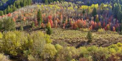 Logan Valley Utah River Tree Autumn Color Colorful Spring Fine Art Printer Fine Art Photo - 011879 - 01-10-2012 - 14399x6960 Pixel Logan Valley Utah River Tree Autumn Color Colorful Spring Fine Art Printer Fine Art Photo Photography Fine Art Prints For Sale Fine Art Photography Galleries...