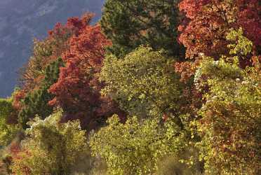 Logan Valley Utah River Tree Autumn Color Colorful Lake Fine Art Pictures Fine Art Photo Sunshine - 011890 - 01-10-2012 - 11210x7532 Pixel Logan Valley Utah River Tree Autumn Color Colorful Lake Fine Art Pictures Fine Art Photo Sunshine View Point Pass Outlook Cloud Flower Fog Creek Art Photography...