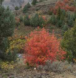 Logan River Utah Autumn Color Colorful Fall Foliage Fine Art Photography Gallery - 015567 - 21-09-2014 - 6619x6820 Pixel Logan River Utah Autumn Color Colorful Fall Foliage Fine Art Photography Gallery Fine Art Landscape Photography Art Photography Gallery Stock Images Fine Art...