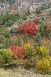 Logan River Utah Autumn Color Colorful Fall Foliage City Fine Art Prints Snow - 015570 - 21-09-2014 - 6964x10564 Pixel Logan River Utah Autumn Color Colorful Fall Foliage City Fine Art Prints Snow Famous Fine Art Photographers Fine Art Photographers Grass Fine Art Fine Art...