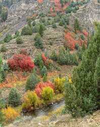 Logan River Utah Autumn Color Colorful Fall Foliage Lake Photo Fine Art Stock Images Fog - 015572 - 21-09-2014 - 6735x8485 Pixel Logan River Utah Autumn Color Colorful Fall Foliage Lake Photo Fine Art Stock Images Fog Stock Image Grass Fine Art Printer Prints View Point Fine Art...