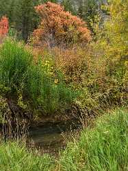 Camp Lomia Utah Autumn Color Colorful Fall Foliage Shore Art Photography Gallery Beach - 015592 - 21-09-2014 - 6452x8605 Pixel Camp Lomia Utah Autumn Color Colorful Fall Foliage Shore Art Photography Gallery Beach Modern Art Print Western Art Prints For Sale Sale River Famous Fine Art...