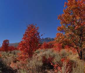 Preston Utah Maple Tree Autumn Color Colorful Fall Town Ice Fog Shoreline - 011855 - 01-10-2012 - 8371x7198 Pixel Preston Utah Maple Tree Autumn Color Colorful Fall Town Ice Fog Shoreline Fine Art Photography For Sale Order Images Sunshine Hi Resolution Stock Images Fine...