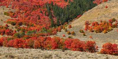 Preston Utah Maple Tree Autumn Color Colorful Fall Art Photography For Sale Fine Art Print - 016693 - 01-10-2012 - 26202x7359 Pixel Preston Utah Maple Tree Autumn Color Colorful Fall Art Photography For Sale Fine Art Print Fine Art Printer Fine Art River Town Fine Art Foto Fine Art Landscape...