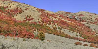 Preston Utah Maple Tree Autumn Color Colorful Fall Flower Order Leave Spring Sale Images Rock - 016695 - 01-10-2012 - x Pixel Preston Utah Maple Tree Autumn Color Colorful Fall Flower Order Leave Spring Sale Images Rock Photography Prints For Sale Photography River Fine Arts...