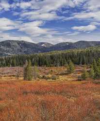 Samak Hayden Fork Utah Autumn Color Bush Forest Fine Art Photos Fine Art Print Fine Art - 021838 - 19-10-2017 - 7635x9268 Pixel Samak Hayden Fork Utah Autumn Color Bush Forest Fine Art Photos Fine Art Print Fine Art Hi Resolution Summer Fine Art Pictures Fine Art Prints Fine Art...