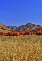 Smithfield Utah Maple Tree Autumn Color Colorful Fall Photo Fine Art Summer Panoramic Sea Spring - 011867 - 01-10-2012 - 7351x10562 Pixel Smithfield Utah Maple Tree Autumn Color Colorful Fall Photo Fine Art Summer Panoramic Sea Spring Coast Fine Art Posters Order Modern Wall Art Island Fine Art...