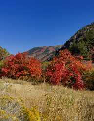 Smithfield Utah Maple Tree Autumn Color Colorful Fall Fine Art Giclee Printing Country Road - 011868 - 01-10-2012 - 7302x9434 Pixel Smithfield Utah Maple Tree Autumn Color Colorful Fall Fine Art Giclee Printing Country Road Fine Art Fotografie Stock Images View Point Stock Photos Leave Rain...