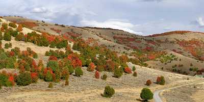 Wellsville Utah Tree Autumn Color Colorful Fall Foliage Stock Pictures Fine Art Landscape Photo - 011390 - 23-09-2012 - 25654x6778 Pixel Wellsville Utah Tree Autumn Color Colorful Fall Foliage Stock Pictures Fine Art Landscape Photo Royalty Free Stock Images Fine Art Landscapes Fine Art...