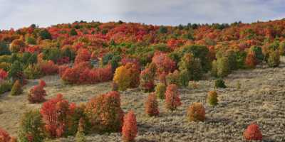 Wellsville Utah Tree Autumn Color Colorful Fall Foliage Photography Fine Arts - 011391 - 23-09-2012 - 11599x5173 Pixel Wellsville Utah Tree Autumn Color Colorful Fall Foliage Photography Fine Arts What Is Fine Art Photography Fine Art Photography Gallery Sale Stock Photos Image...