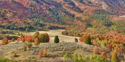 Wellsville Utah Tree Autumn Color Colorful Fall Foliage Fine Art America Leave Rain - 011394 - 23-09-2012 - 15375x6644 Pixel Wellsville Utah Tree Autumn Color Colorful Fall Foliage Fine Art America Leave Rain Art Prints For Sale Fine Art Foto Fine Art Printing Fine Art Photography Sky...