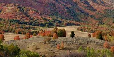 Wellsville Utah Tree Autumn Color Colorful Fall Foliage Animal Outlook - 011395 - 23-09-2012 - 19512x6948 Pixel Wellsville Utah Tree Autumn Color Colorful Fall Foliage Animal Outlook Fine Art Photography Galleries Sky Landscape Fine Art Pictures Photo Pass Fine Art Nature...