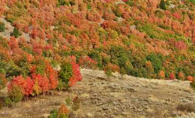 Wellsville Utah Tree Autumn Color Colorful Fall Foliage Sale Outlook Prints Rock - 011396 - 23-09-2012 - 11796x7120 Pixel Wellsville Utah Tree Autumn Color Colorful Fall Foliage Sale Outlook Prints Rock Photography Prints For Sale Fine Art Posters City Fine Art Stock Country Road...