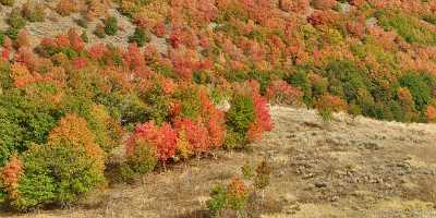 Wellsville Utah Tree Autumn Color Colorful Fall Foliage Leave Fine Art Printing Barn - 011398 - 23-09-2012 - 18962x6517 Pixel Wellsville Utah Tree Autumn Color Colorful Fall Foliage Leave Fine Art Printing Barn Fine Art Photographers Fine Art Prints Fine Art Posters Art Prints For Sale...