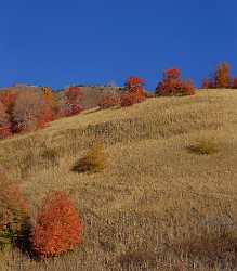 Wellsville Utah Tree Autumn Color Colorful Fall Foliage Sunshine Landscape Lake Prints For Sale - 011898 - 02-10-2012 - 7243x8282 Pixel Wellsville Utah Tree Autumn Color Colorful Fall Foliage Sunshine Landscape Lake Prints For Sale Fine Art Fotografie Modern Wall Art Fine Art Landscapes River...