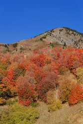 Wellsville Utah Tree Autumn Color Colorful Fall Foliage Fine Art Photos Art Printing City Photo - 011899 - 02-10-2012 - 7088x11845 Pixel Wellsville Utah Tree Autumn Color Colorful Fall Foliage Fine Art Photos Art Printing City Photo Art Photography For Sale Spring Shore Creek Rock Sale Fine Art...