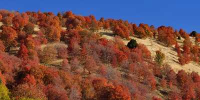 Wellsville Utah Tree Autumn Color Colorful Fall Foliage Animal Sky Fine Art Photography Gallery - 011900 - 02-10-2012 - 18045x7153 Pixel Wellsville Utah Tree Autumn Color Colorful Fall Foliage Animal Sky Fine Art Photography Gallery Grass Creek Fine Arts Fine Art Prints Landscape Photography...