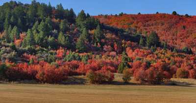 Wellsville Utah Tree Autumn Color Colorful Fall Foliage Art Photography Gallery Photo Fine Art Park - 011904 - 02-10-2012 - 13386x7066 Pixel Wellsville Utah Tree Autumn Color Colorful Fall Foliage Art Photography Gallery Photo Fine Art Park Forest Order Stock Image Sky Fine Art Photographers Fine Art...