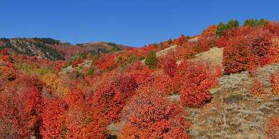 Wellsville Utah Tree Autumn Color Colorful Fall Foliage Island Prints For Sale River Fine Art Order - 011907 - 02-10-2012 - 16941x6826 Pixel Wellsville Utah Tree Autumn Color Colorful Fall Foliage Island Prints For Sale River Fine Art Order Fine Art Landscape Modern Art Print Fog Fine Art Prints...