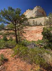 Zion National Park Mount Carmel Utah Autumn Red Fine Art Photo Spring Tree - 015185 - 29-09-2014 - 7202x9762 Pixel Zion National Park Mount Carmel Utah Autumn Red Fine Art Photo Spring Tree Fine Art Landscape Photography Fog Photography Prints For Sale Order Famous Fine Art...