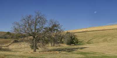 Coppei Washington Farm Land Tree Grass Autumn Country Ice Modern Wall Art Outlook Fine Art - 022311 - 08-10-2017 - 24858x6971 Pixel Coppei Washington Farm Land Tree Grass Autumn Country Ice Modern Wall Art Outlook Fine Art Fine Art Photography For Sale Fine Art Photography Galleries Hi...