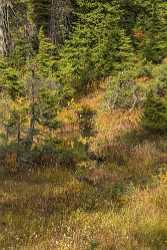 Rainy Pass River Mountain Diablo Washington Autumn Color Panoramic Forest Tree Animal Lake Sea - 022539 - 02-10-2017 - 7224x20679 Pixel Rainy Pass River Mountain Diablo Washington Autumn Color Panoramic Forest Tree Animal Lake Sea View Point Western Art Prints For Sale Fine Art Coast Fine Art...