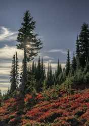 Paradise Point Longmire Mt Rainer Nationalpark Washington Autumn Rain Barn Fine Art Animal - 022437 - 04-10-2017 - 7681x10926 Pixel Paradise Point Longmire Mt Rainer Nationalpark Washington Autumn Rain Barn Fine Art Animal Fine Art Photography Galleries Images Fine Art Landscapes Stock Image...