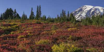 Paradise Point Longmire Mt Rainer Nationalpark Washington Autumn Pass Famous Fine Art Photographers - 022439 - 04-10-2017 - 24384x7491 Pixel Paradise Point Longmire Mt Rainer Nationalpark Washington Autumn Pass Famous Fine Art Photographers Grass Mountain Spring Fine Art Photographer Hi Resolution...